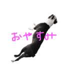 うちのこうめちゃん（個別スタンプ：4）