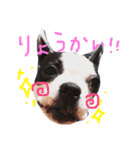 うちのこうめちゃん（個別スタンプ：11）