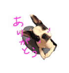 うちのこうめちゃん（個別スタンプ：13）