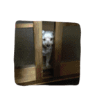 neneten（個別スタンプ：30）