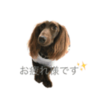 あぽろの日常だワン（個別スタンプ：3）