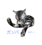 ここめいらんど 2（個別スタンプ：23）