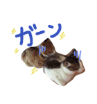 シャロ＆とら＆にゃー（個別スタンプ：4）
