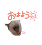 シャロ＆とら＆にゃー（個別スタンプ：9）