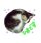 シャロ＆とら＆にゃー（個別スタンプ：15）