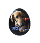 よく使う言葉：写真（個別スタンプ：2）