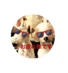 よく使う言葉：写真（個別スタンプ：7）
