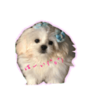ペキプーのモコちゃん（個別スタンプ：1）