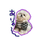 ペキプーのモコちゃん（個別スタンプ：4）