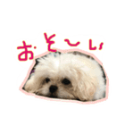 ペキプーのモコちゃん（個別スタンプ：13）