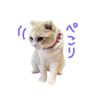 まんまるティアラ（個別スタンプ：13）