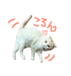 まんまるティアラ（個別スタンプ：17）