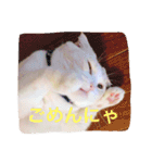 まんまるティアラ（個別スタンプ：24）