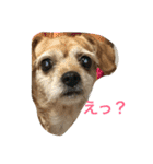 てとてとぶらん（個別スタンプ：1）