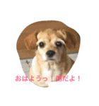 てとてとぶらん（個別スタンプ：2）