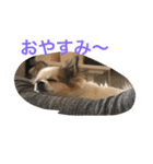 てとてとぶらん（個別スタンプ：3）
