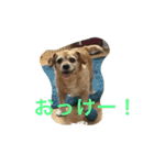 てとてとぶらん（個別スタンプ：4）