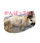 てとてとぶらん（個別スタンプ：5）