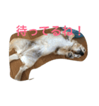 てとてとぶらん（個別スタンプ：7）