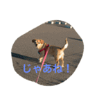 てとてとぶらん（個別スタンプ：9）