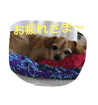 てとてとぶらん（個別スタンプ：10）