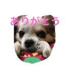 てとてとぶらん（個別スタンプ：11）