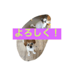 てとてとぶらん（個別スタンプ：14）