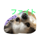 てとてとぶらん（個別スタンプ：16）