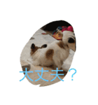 てとてとぶらん（個別スタンプ：18）
