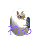てとてとぶらん（個別スタンプ：21）