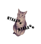 猫ラブ生活（個別スタンプ：1）