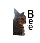 猫ラブ生活（個別スタンプ：3）