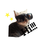 猫ラブ生活（個別スタンプ：5）