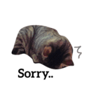 猫ラブ生活（個別スタンプ：9）