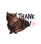 猫ラブ生活（個別スタンプ：10）