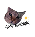 猫ラブ生活（個別スタンプ：11）