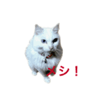 白猫＆黒猫α犬（個別スタンプ：1）