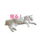 白猫＆黒猫α犬（個別スタンプ：2）