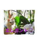 白猫＆黒猫α犬（個別スタンプ：5）
