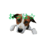 白猫＆黒猫α犬（個別スタンプ：7）