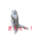 白猫＆黒猫α犬（個別スタンプ：8）