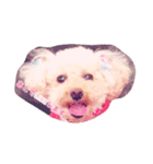 トイプードルらんちゃんのニコニコスタンプ（個別スタンプ：7）