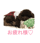ビンゴとももの日常(トイプードル)（個別スタンプ：1）