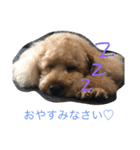 ビンゴとももの日常(トイプードル)（個別スタンプ：2）