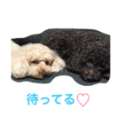 ビンゴとももの日常(トイプードル)（個別スタンプ：4）