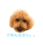 ビンゴとももの日常(トイプードル)（個別スタンプ：5）