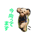 ビンゴとももの日常(トイプードル)（個別スタンプ：7）