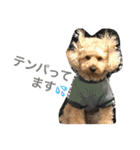 ビンゴとももの日常(トイプードル)（個別スタンプ：8）