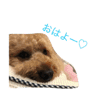 ビンゴとももの日常(トイプードル)（個別スタンプ：10）