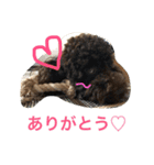 ビンゴとももの日常(トイプードル)（個別スタンプ：13）